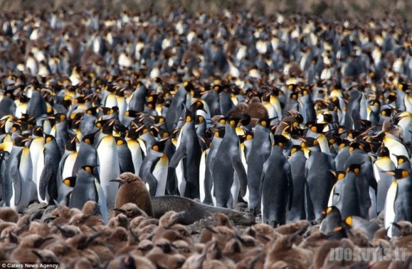 200 000 pingvinų
