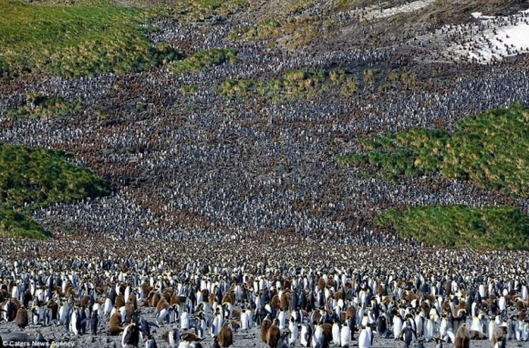 200 000 pingvinų