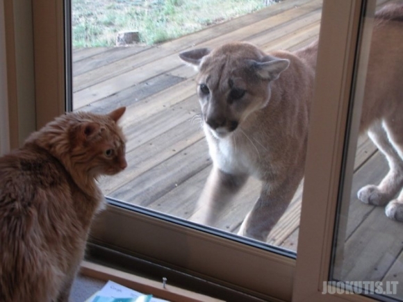 Puma atėjo į svečius pas katiną