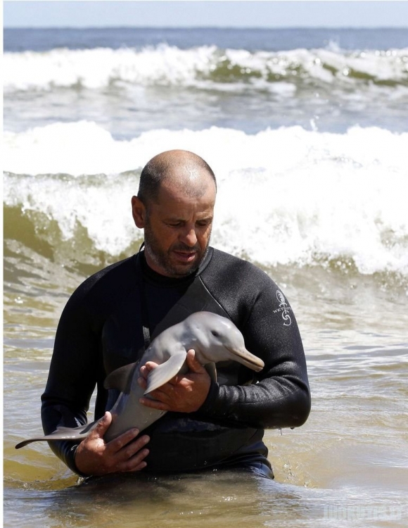 Išgelbėtas delfiniukas
