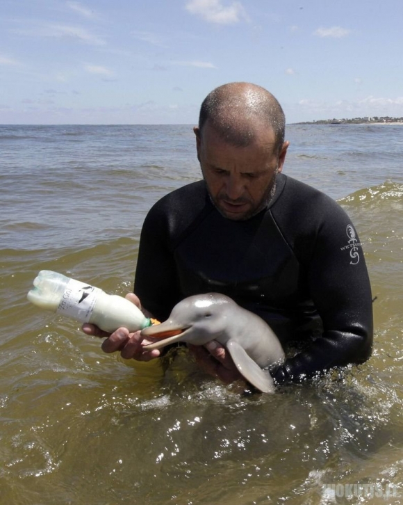 Išgelbėtas delfiniukas