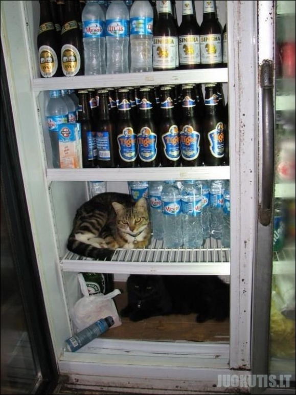Katė šaldytuve