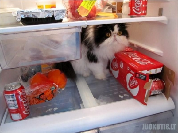 Katė šaldytuve