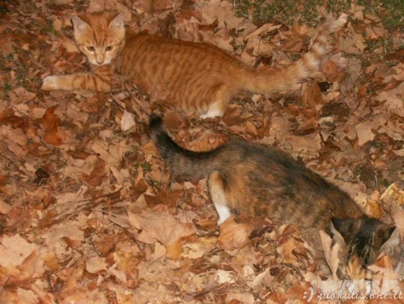 Katės ir ruduo
