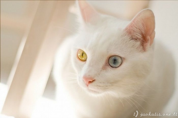 Skirtingos spalvos akys