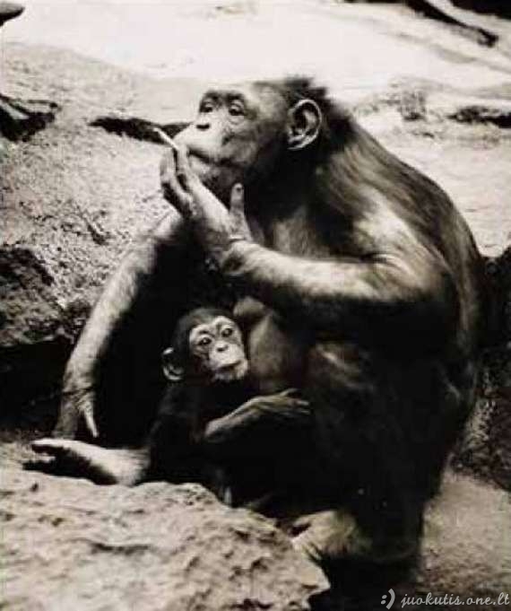 Žalingi beždžionių įpročiai