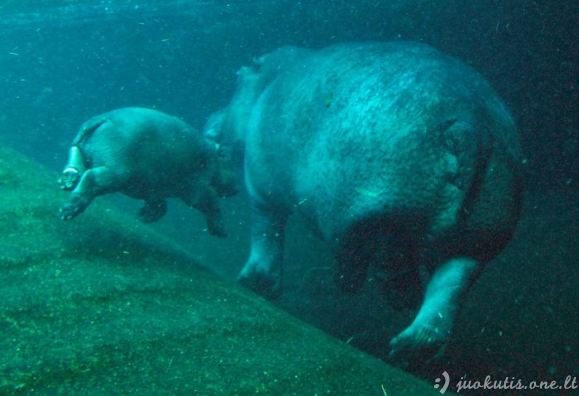 Hipopotamo mažylis Berlyno zoo
