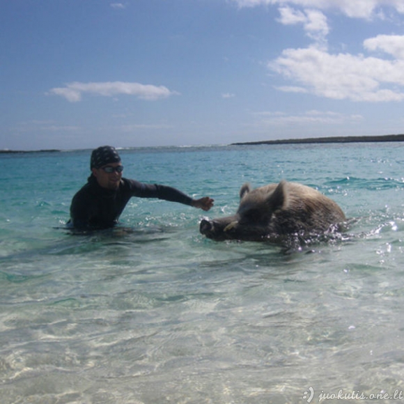 Kiaulės atostogauja