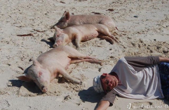 Kiaulės atostogauja