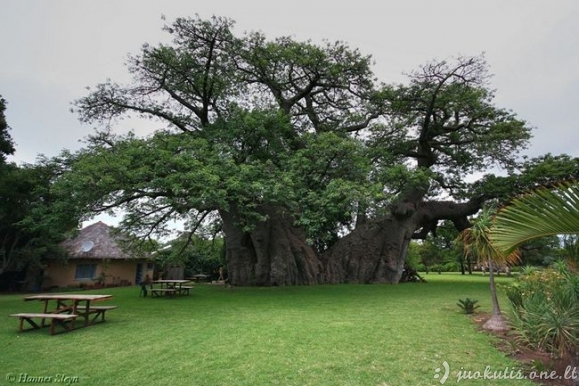 Sunland Baobab - baras baobabe