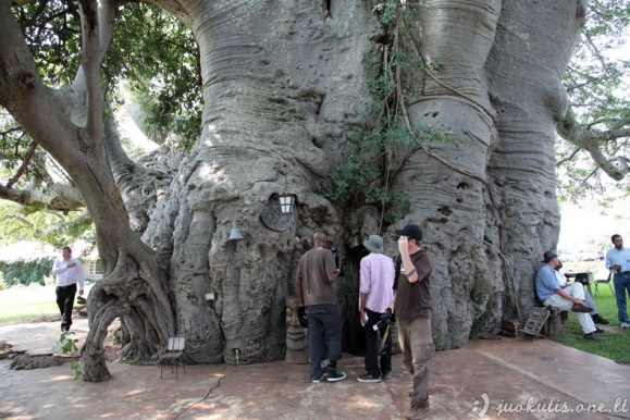 Sunland Baobab - baras baobabe