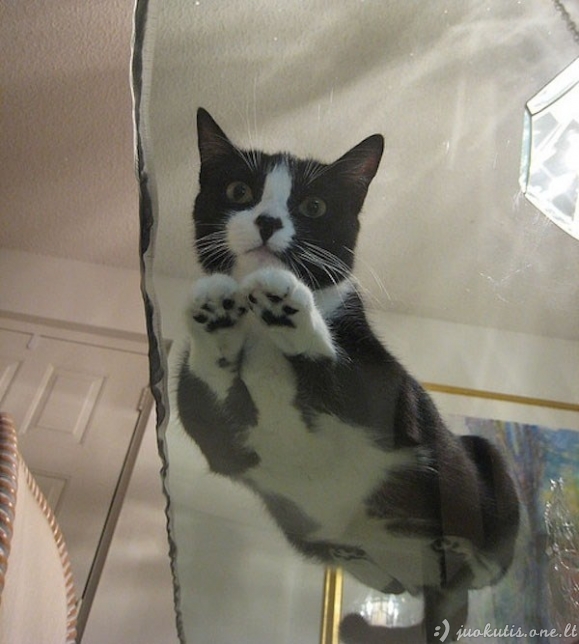 Debesiškos katės ant stiklo