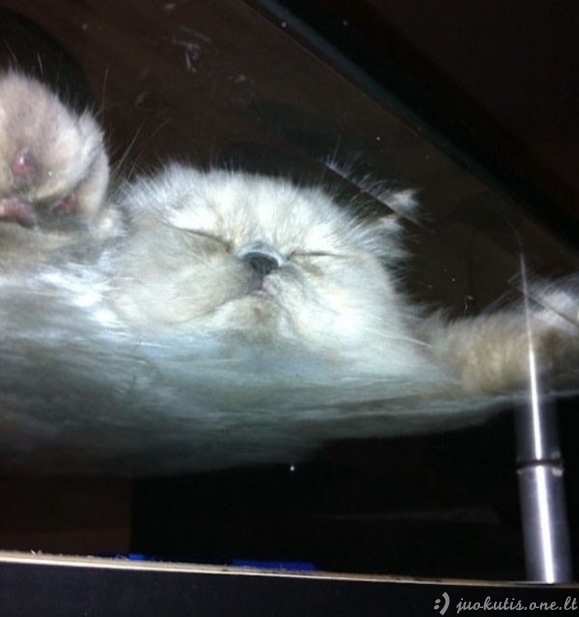 Debesiškos katės ant stiklo