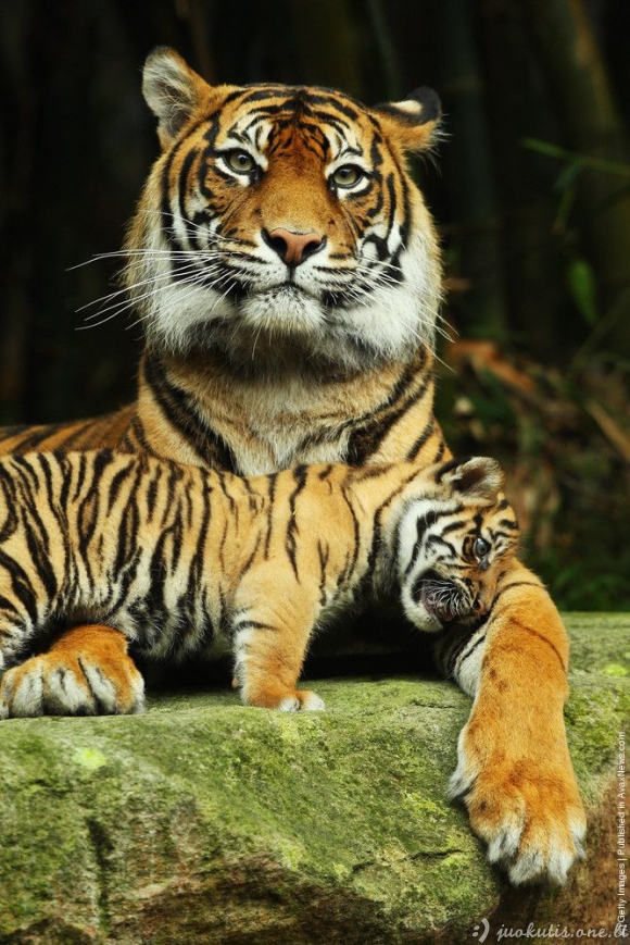 Tigrė su vaikais zoologijos sode