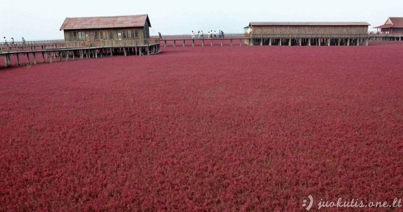 Raudonas Kinijos paplūdimys