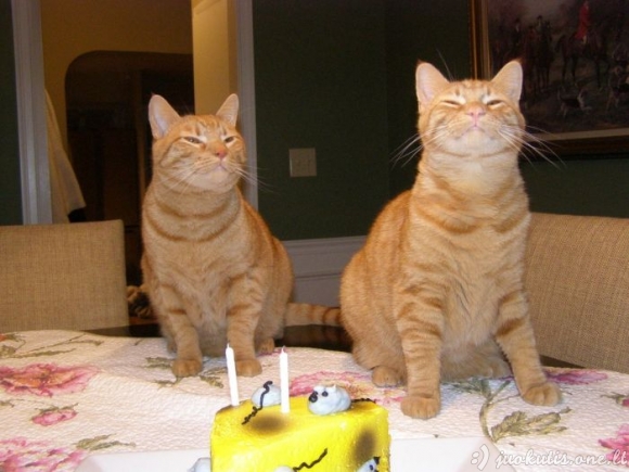 Kačių gimtadienis