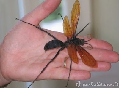 Didžiausi vabzdžiai pasaulyje