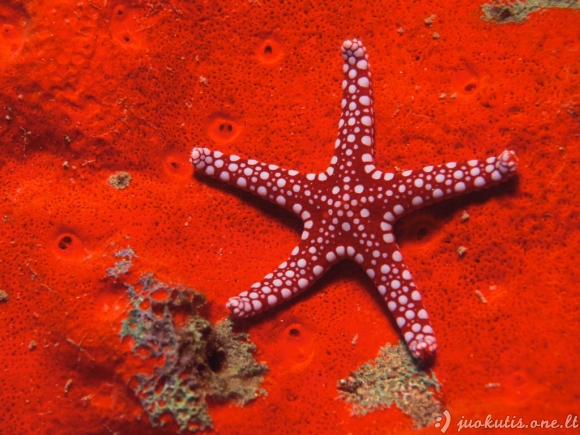Jūrų žvaigždės