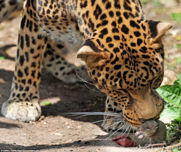 Apiplėšė leopardą