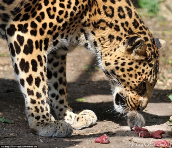Apiplėšė leopardą
