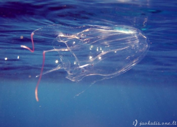 Australijos kubinė medūza