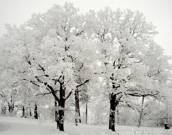 Gražios žiemos nuotraukos