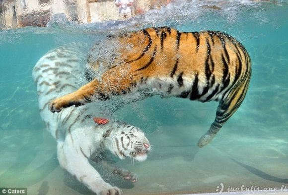 Tigrai vandenyje