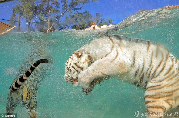 Tigrai vandenyje