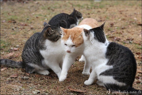 Kačių meilė