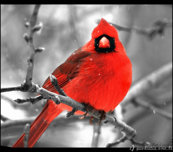 Paukščiai - nuostabios spalvotos būtybės