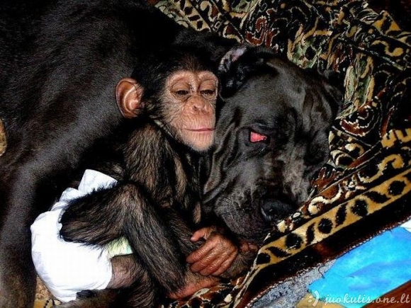 Mastifas įsivaikino šimpanzę