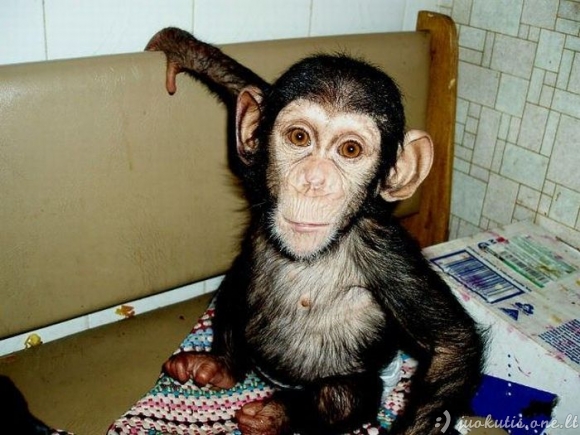 Mastifas įsivaikino šimpanzę
