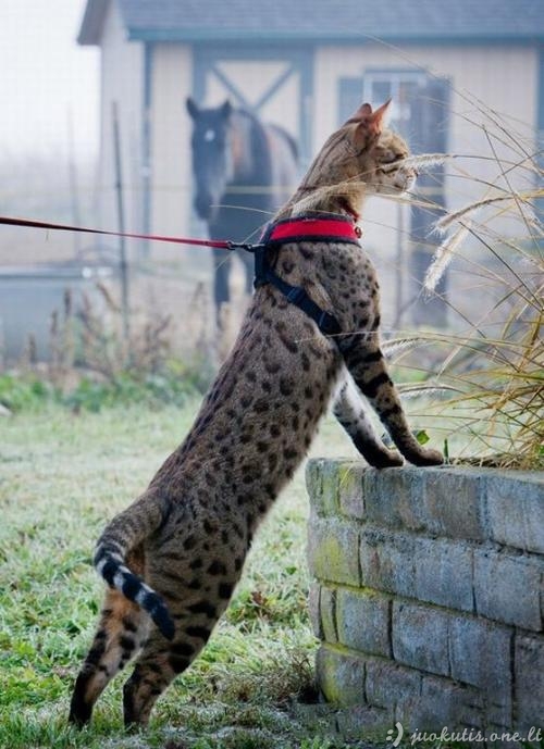 Labai ilgas katinas