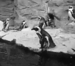Animuoti pingvinų paveiksliukai