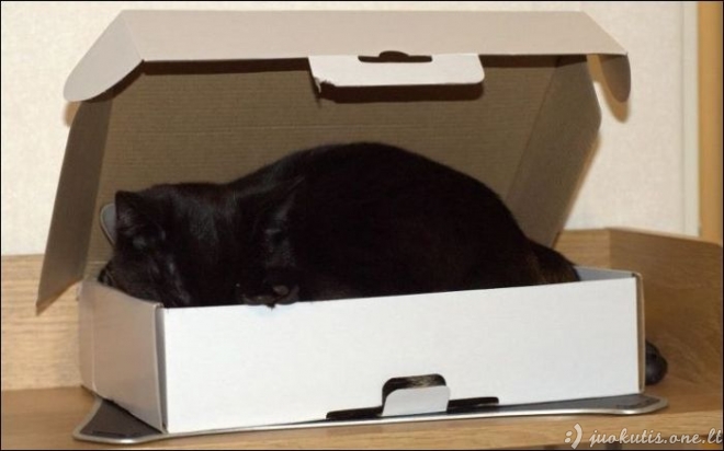 Dvi katės ir tik viena dėžė