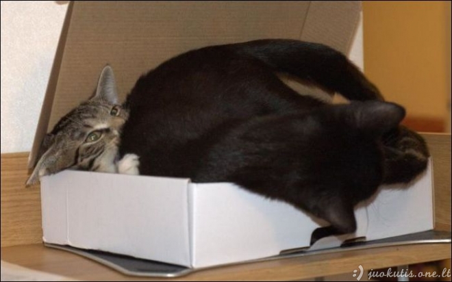 Dvi katės ir tik viena dėžė