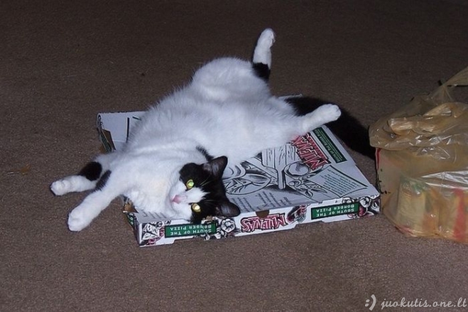 Katės ir picos dėžės
