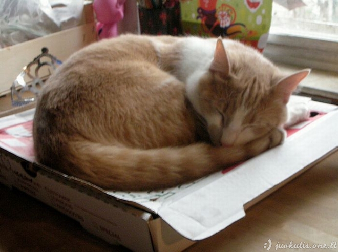 Katės ir picos dėžės