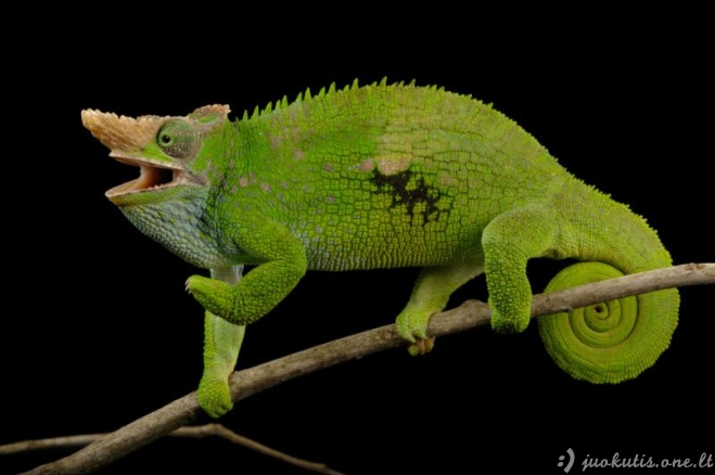 Kaip daromos National Geographic nuotraukos