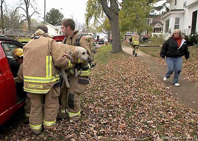 Ugniagesiai išgelbėjo šunį