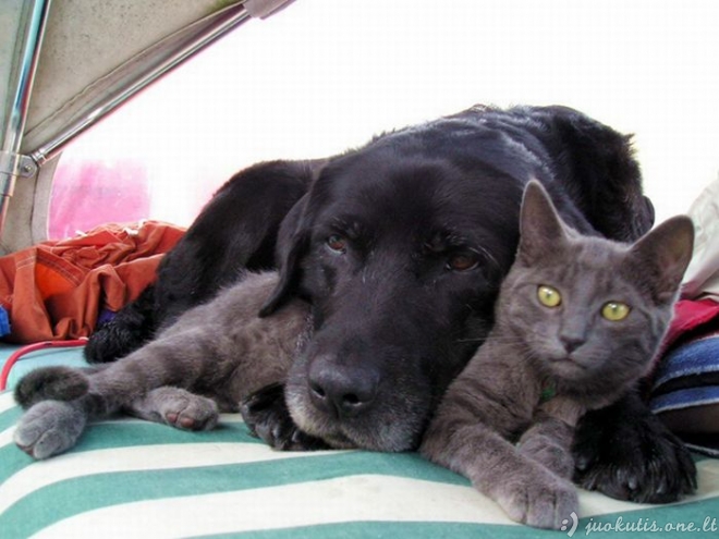 Katės ir šunys