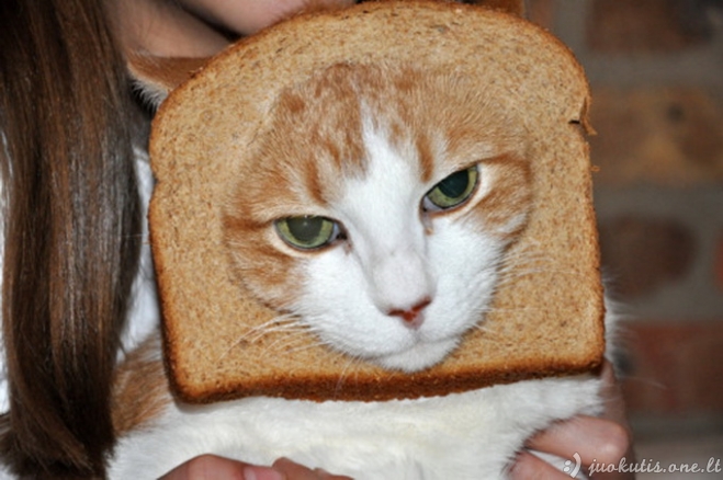 Duonuotos katės