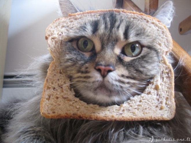 Duonuotos katės