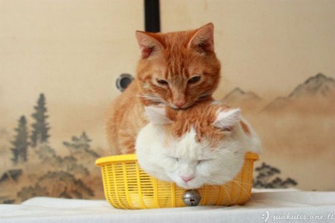 Dvi katės viename krepšyje