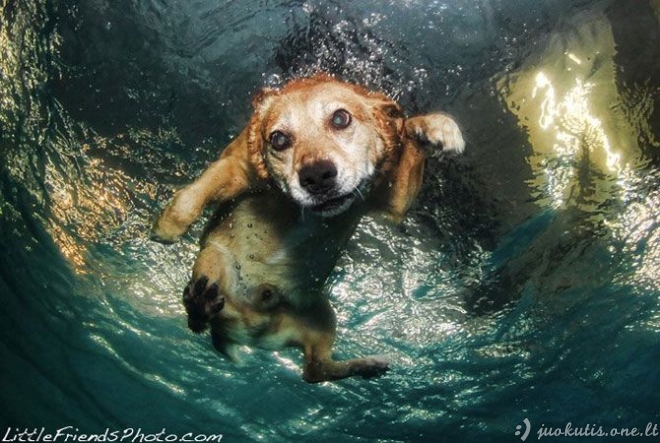 Šunys po vandeniu