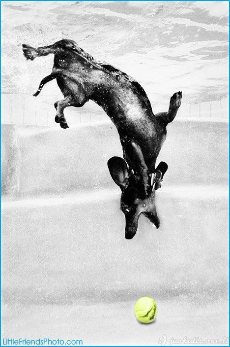 Šunys po vandeniu