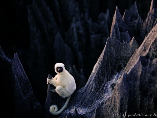 Geriausios National Geographic nuotraukos. Vasaris.