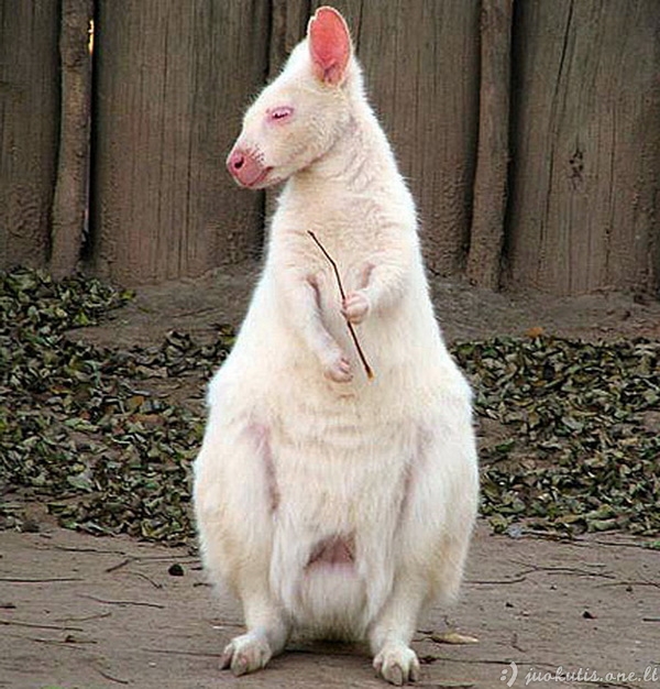 Gyvūnai albinosai