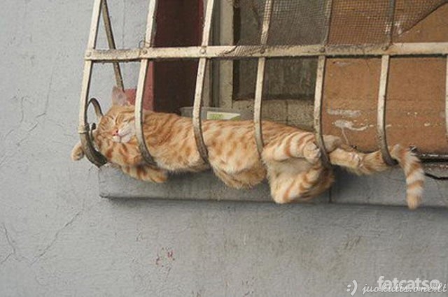 Katės miega