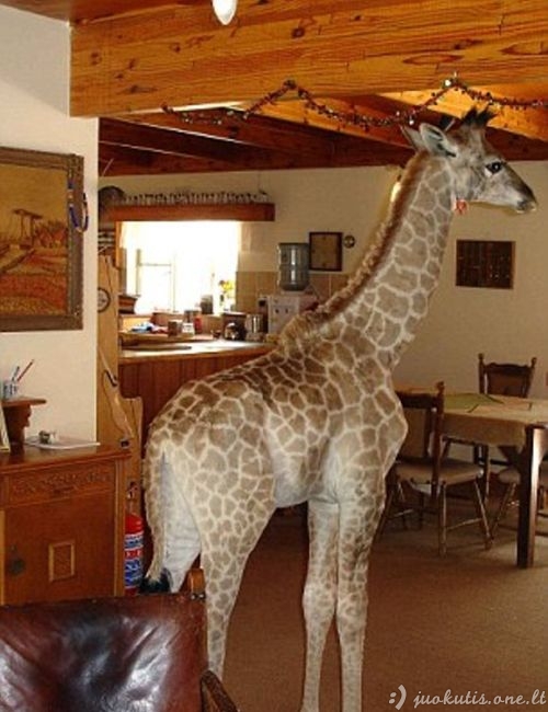 Naminė žirafa